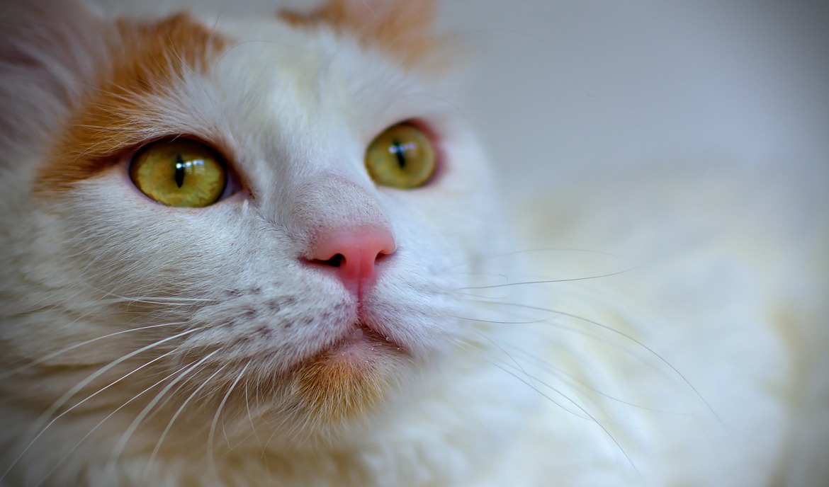 Van turco: cibo per gatti e ritratto di razza